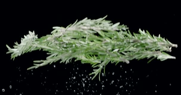 Fresh Green Rosemary Branches Slowly Fly Fall Black Background Blackmagic — Stock Video