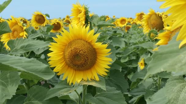 Egy Napraforgó Virágai Közelednek Napfényben Napraforgómezőn Hátramenet — Stock videók