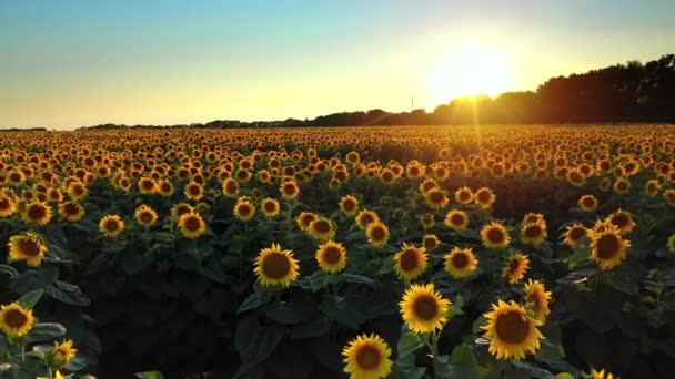 Drohnenvideo Von Sonnenblumenfeld Einem Schönen Abendsonnenuntergang Luftaufnahme Von Sonnenblumen Sommerabend — Stockvideo