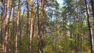 Güneşli bir günde bir çam ormanında mevsimler sonbahardan kışa değişir. Kamerayı ormanın derinliklerine doğru yavaşça hareket ettir..