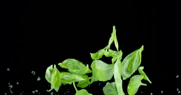 Verse Groene Basilicumbladeren Vliegen Langzaam Omhoog Vallen Een Zwarte Achtergrond — Stockvideo