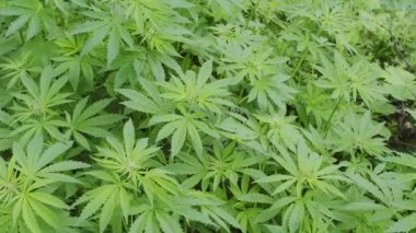 Tıbbi kenevir yaprakları açık havada.