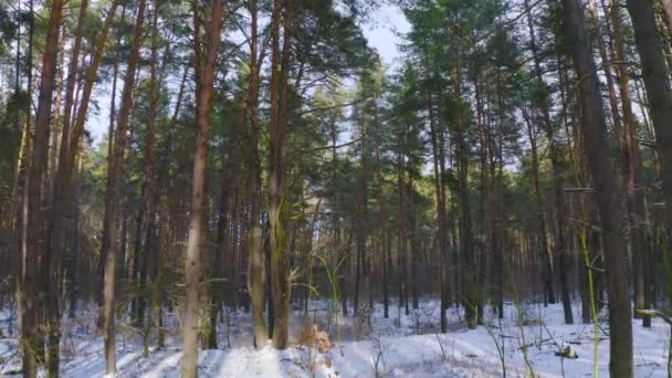 Воздушное Движение Внутри Красивого Зимнего Елового Леса Падающим Снегом Запись — стоковое видео