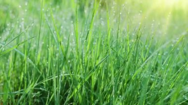 Güneşli bir sabahta yeşil çimenlerin içinde büyük çiy damlalarıyla yavaş hareket ediyorlar. Varlık etkisi. 4K ağır çekim.
