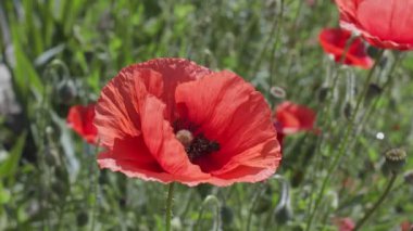 Haşhaş tarlasında kırmızı gelincik çiçekleri. Makro çekim.