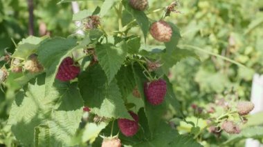 Olgun kırmızı ahududu, bir ahududu çalısı üzerinde yaz doğasının arka planında.