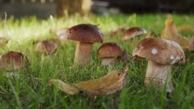 Sonbahar ormanında olgun porcini mantarları (boletus veya cep), mantar toplayıcısının eli mantar bıçağıyla büyük bir porcini mantarını keser..