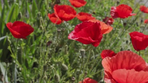 Röda Vallmoblommor Ett Vallmofält Makroskott — Stockvideo