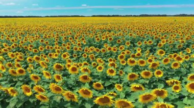 Ayçiçeğinin çiçekleri güneş ışığında bir ayçiçeği tarlasında.