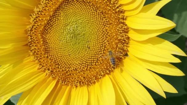 Biene Bestäubt Eine Sonnenblume Sommerlicht Des Tages Auf Dem Sonnenblumenfeld — Stockvideo