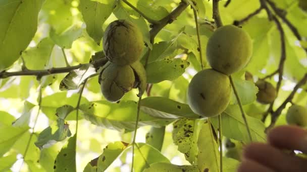 Varias Nueces Maduras Cáscaras Verdes Sobre Nogal Mano Hombre Recoge — Vídeos de Stock