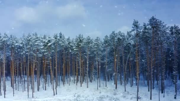 Luftbewegung Drinnen Einem Wunderschönen Winter Schnee Tannenwald Drohnenaufnahmen — Stockvideo