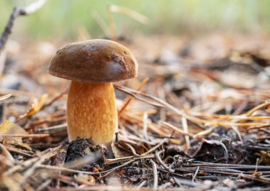Boletus edulis ya da yakın plan ormanda porcini mantarı..