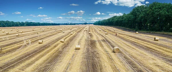 Vista Aérea Campo Trigo Colhido Céu Azul Fundo Haystacks Jazia — Fotografia de Stock