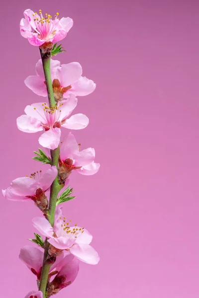 Blooming Peach Branch Pink Background Symbol Life Beginning Awakening Nature — Stock Photo, Image