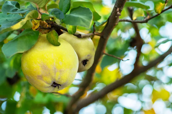 Reife Goldgelbe Quittenfrüchte Auf Holz Bio Früchte Auf Altem Tisch — Stockfoto