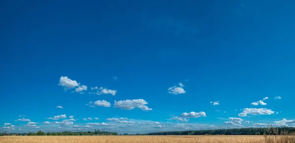 Panoramisch Uitzicht Het Tarweveld Blauwe Lucht Achtergrond Prachtige Landelijke Natuur — Stockfoto