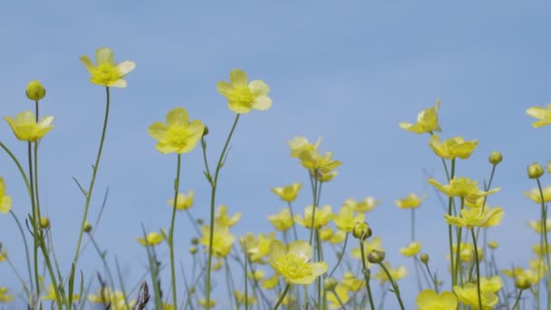 Tavaszi Mező Sok Sárga Virág Boglárka Csípős — Stock videók