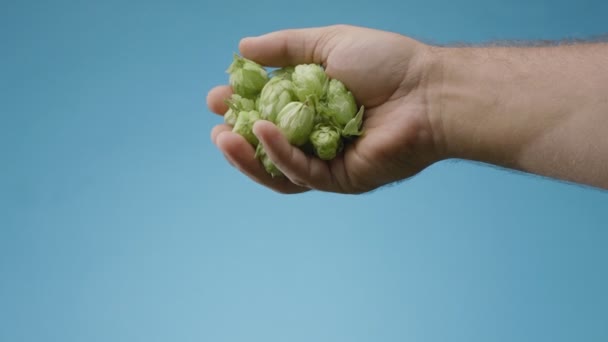 Ripe Beer Hop Cones Fall Out Man Hand Blue Background — Stock Video