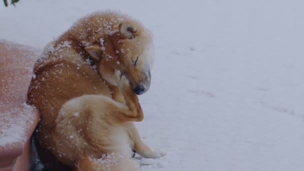 Собака Родини Сіба Іну Подряпує Обличчя Серед Снігових Заметів Падає — стокове відео