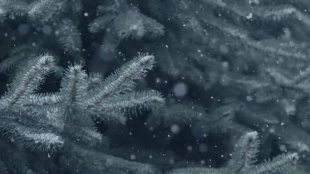 青いトウヒの枝を背景に自然がランダムに降る雪 穏やかな冬のクリスマスの背景 — ストック動画