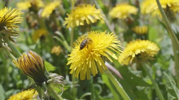 Makroaufnahme Einer Biene Die Einem Sonnigen Frühlingstag Eine Löwenzahnblüte Auf — Stockvideo