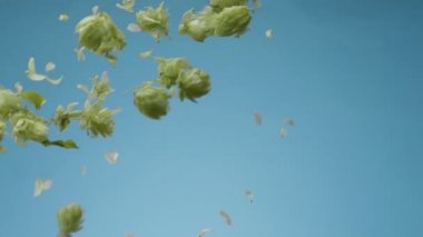 Olgun bira külahları mavi arka plana düşüyor. Reklamınız için harika bir bira arkaplanı.. 