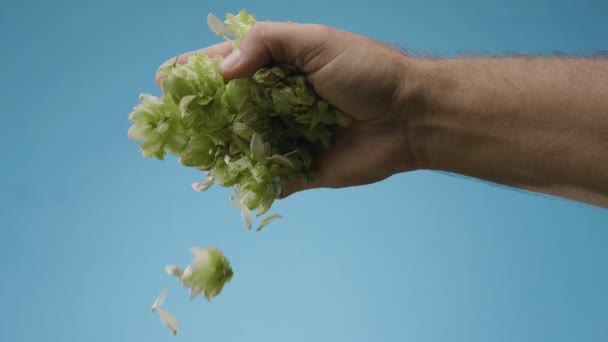 Moden Humlekopper Falder Mands Hånd Blå Baggrund Fantastisk Ølbaggrund Til – Stock-video