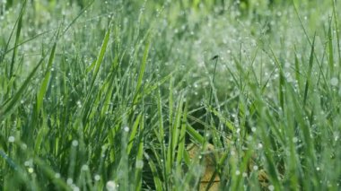 Güneşli bir sabahta yeşil çimenlerin içinde büyük çiy damlalarıyla yavaş hareket ediyorlar. Varlık etkisi. 4K ağır çekim.