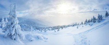 Güneşli bir kış gününde dağlarda karlı bir ormanın panoramik manzarası. Petros Dağı yakınlarındaki Ukrayna Karpatları.