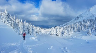 Güneşli bir kış günü, dağlarda karlı bir ormanın panoramik manzarası. Petros Dağı yakınlarındaki Ukrayna Karpatları 'nda bir turist var..