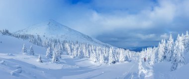 Güneşli bir kış günü, dağlarda karlı bir ormanın panoramik manzarası. Petros Dağı yakınlarındaki Ukrayna Karpatları 'nda bir turist var..