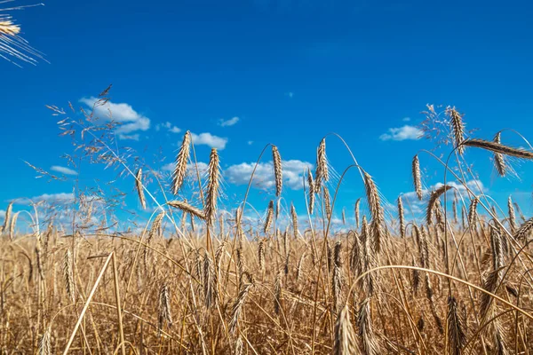 Vista Panorâmica Campo Trigo Céu Azul Fundo Orelhas Trigo Primeiro — Fotografia de Stock