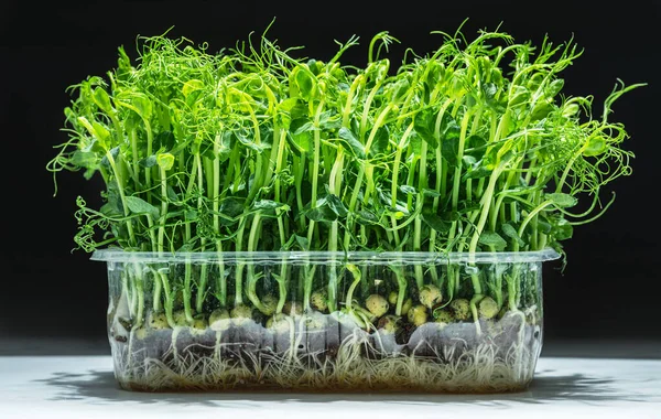 Semillas Germinadas Guisante Sobre Mesa Blanca Aisladas Sobre Fondo Negro — Foto de Stock