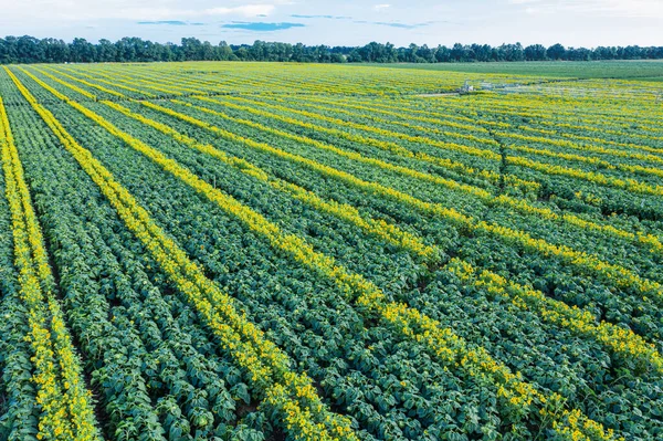 Panoramic View Sunflower Field Top View Sunflower Heads Picture Taken — Stock Photo, Image