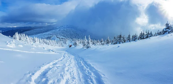 Πανοραμικό Τοπίο Ενός Χιονισμένου Δάσους Στα Βουνά Μια Ηλιόλουστη Ημέρα — Φωτογραφία Αρχείου