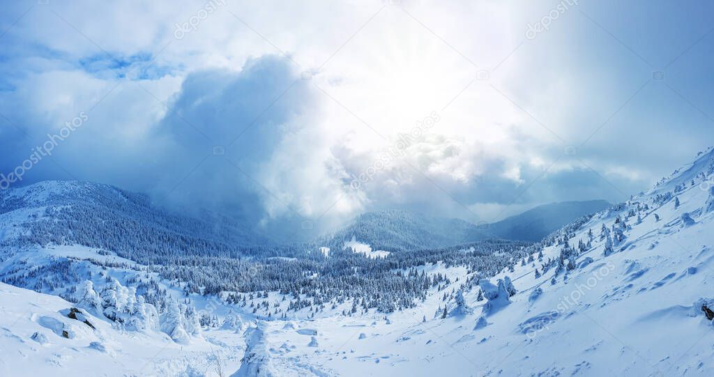 Panoramic landscape of a snowy forest in the mountains on a sunny winter day. Ukrainian Carpathians, near Mount Petros.