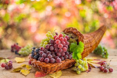 Sonbahar, olgunlaşmış farklı üzüm çeşitleriyle sakin bir hayattır. Güzel sonbahar bokeh 'inin arkasında.