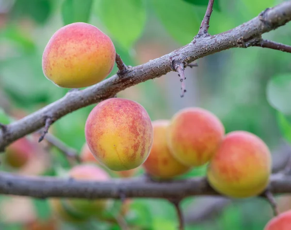 Ripe Apricots Orchard Tree Nature Background — Stock Photo, Image