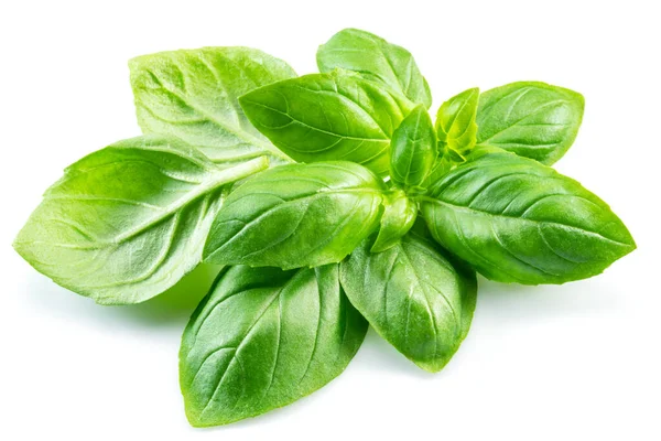 Macro Shot Fresh Green Basil Leaves Isolated White Background — Stock Photo, Image