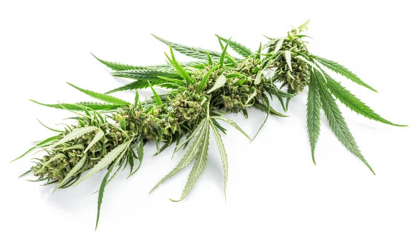 Raceme Tetején Cannabis Növény Elszigetelt Fehér Háttérrel Közelről — Stock Fotó