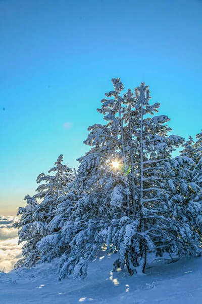 Abeto Cubierto Nieve Sol Que Brilla Entre Las Ramas Abeto — Foto de Stock