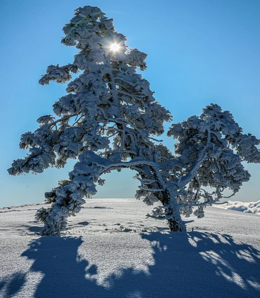 Tanne Mit Schnee Bedeckt Und Sonne Scheint Zwischen Tannenzweigen Schöne — Stockfoto