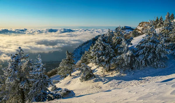 Beautiful Winter Landscape Petri Fir Trees Covered Snow Foreground — Stock Photo, Image