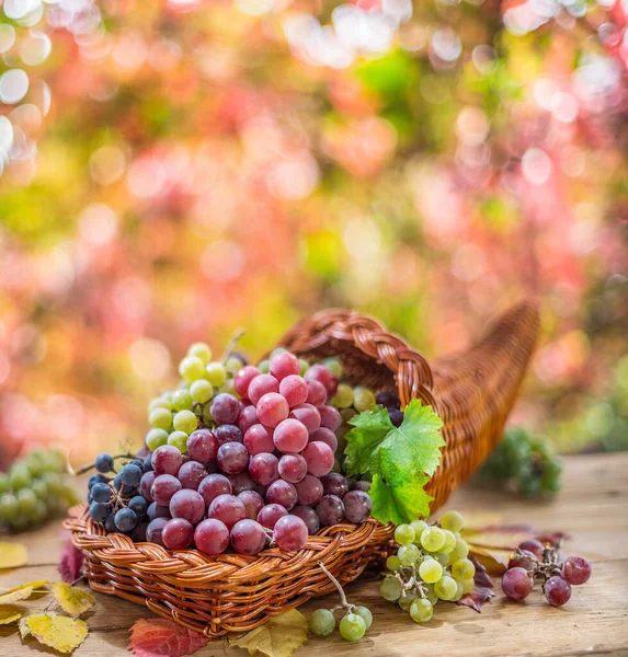 Natura Morta Autunnale Con Diversi Vitigni Maturi Dietro Bellissimo Bokeh — Foto Stock