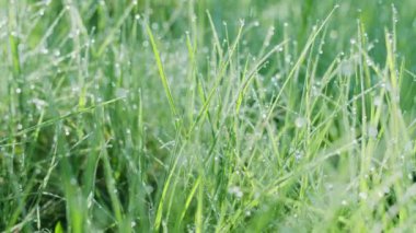 Güneşli bir sabahta yeşil çimenlerin içinde büyük çiy damlalarıyla yavaş hareket ediyorlar. Varlık etkisi. 4K ağır çekim.