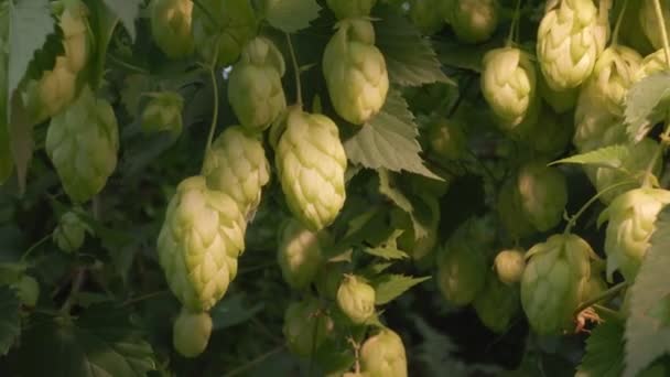 Grands Cônes Mûrs Houblon Bière Sur Buisson Houblon Jour Automne — Video