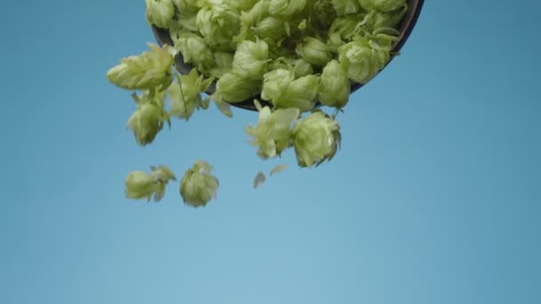 Ripe Beer Hop Cones Pouring Wooden Bowl Light Blue Background — Stock Video