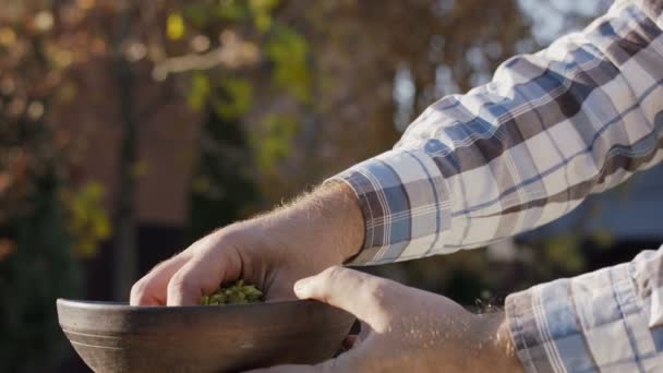 Rijpe Bier Hop Kegels Vallen Uit Een Boer Hand Een — Stockvideo