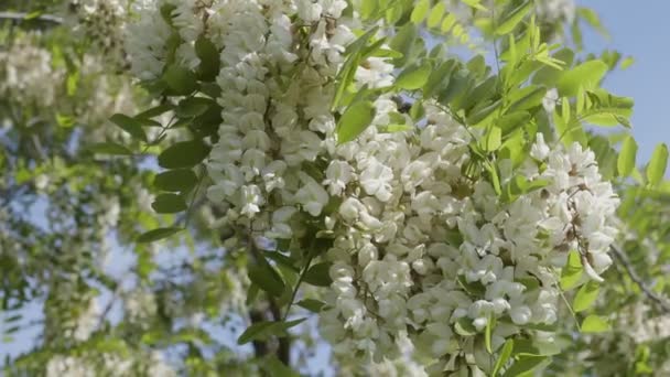 晴れた夏の日にアカシアの木に白いアカシアの花 — ストック動画